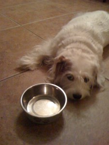 Poster Dog for "Diet Drama"