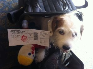 Charlee's Boarding Pass