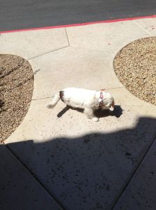 Ah, birdie turdie perfume.  Now that’s a dog’s spa day.