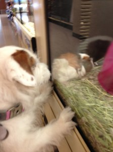 Guinea Pigs in Glass Houses