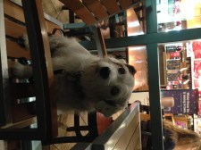 Holiday Tea at the CBTL