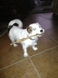 My Rawhide Is Bigger