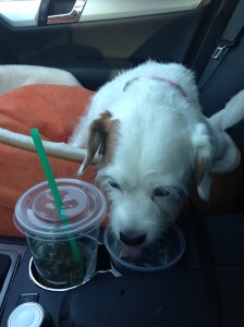 Water Tastes Better from SBUX