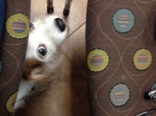 Do the Polka Dots Hide My Spots?