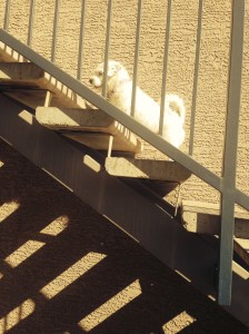 Gonna Catch a Lizard