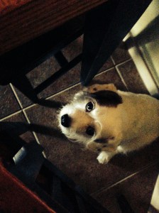 I Need Another Rawhide Now