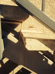 An Unsuspecting Lizard