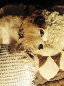 I Don't Know Why I Bark